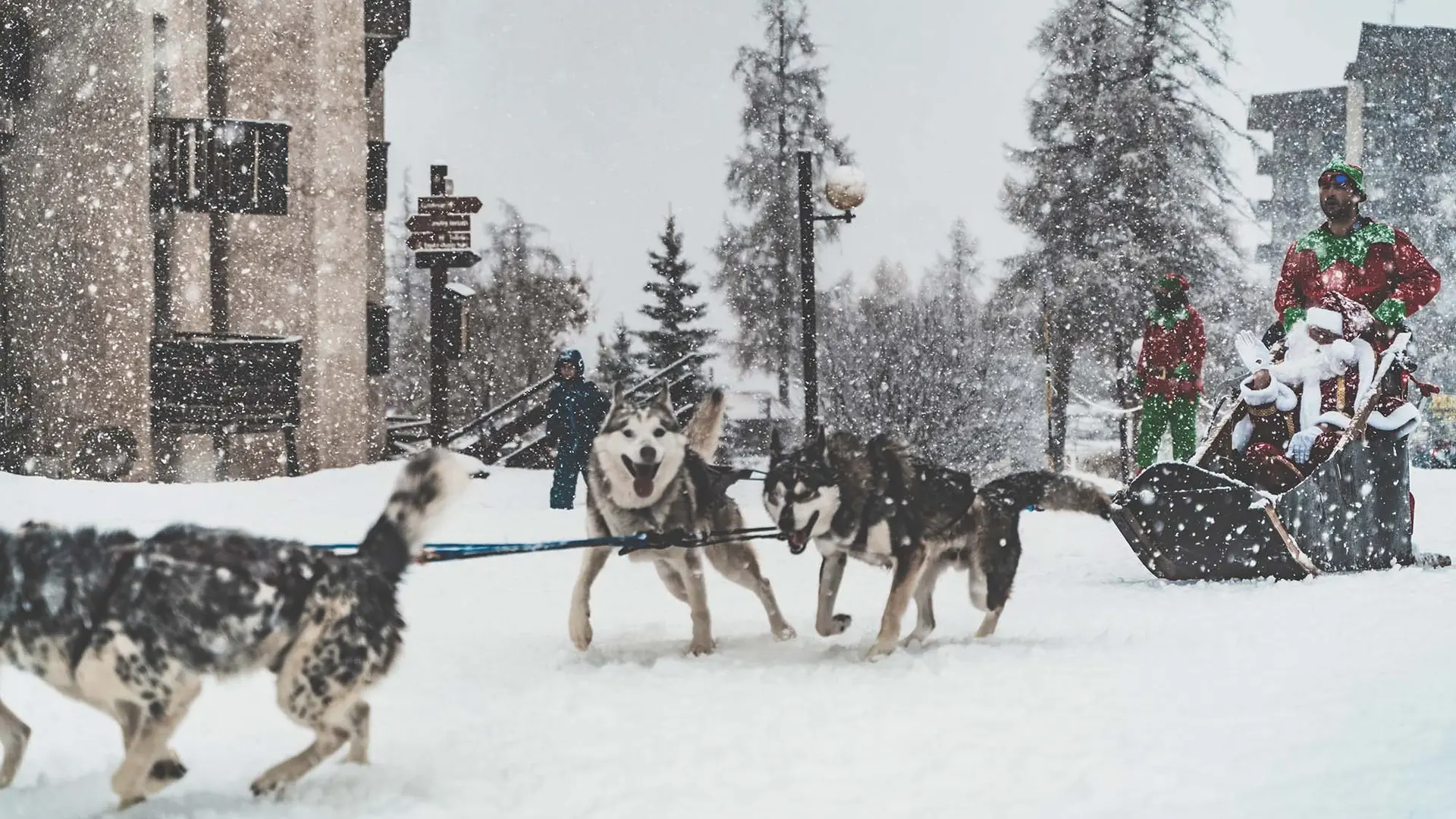 Chiens de traineau