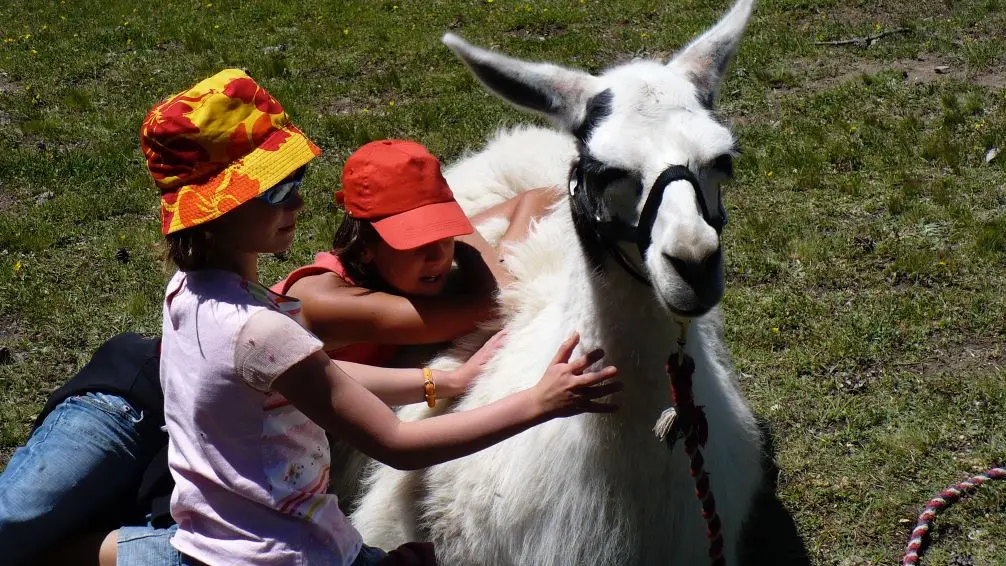 Lamas à la ferme de Claire