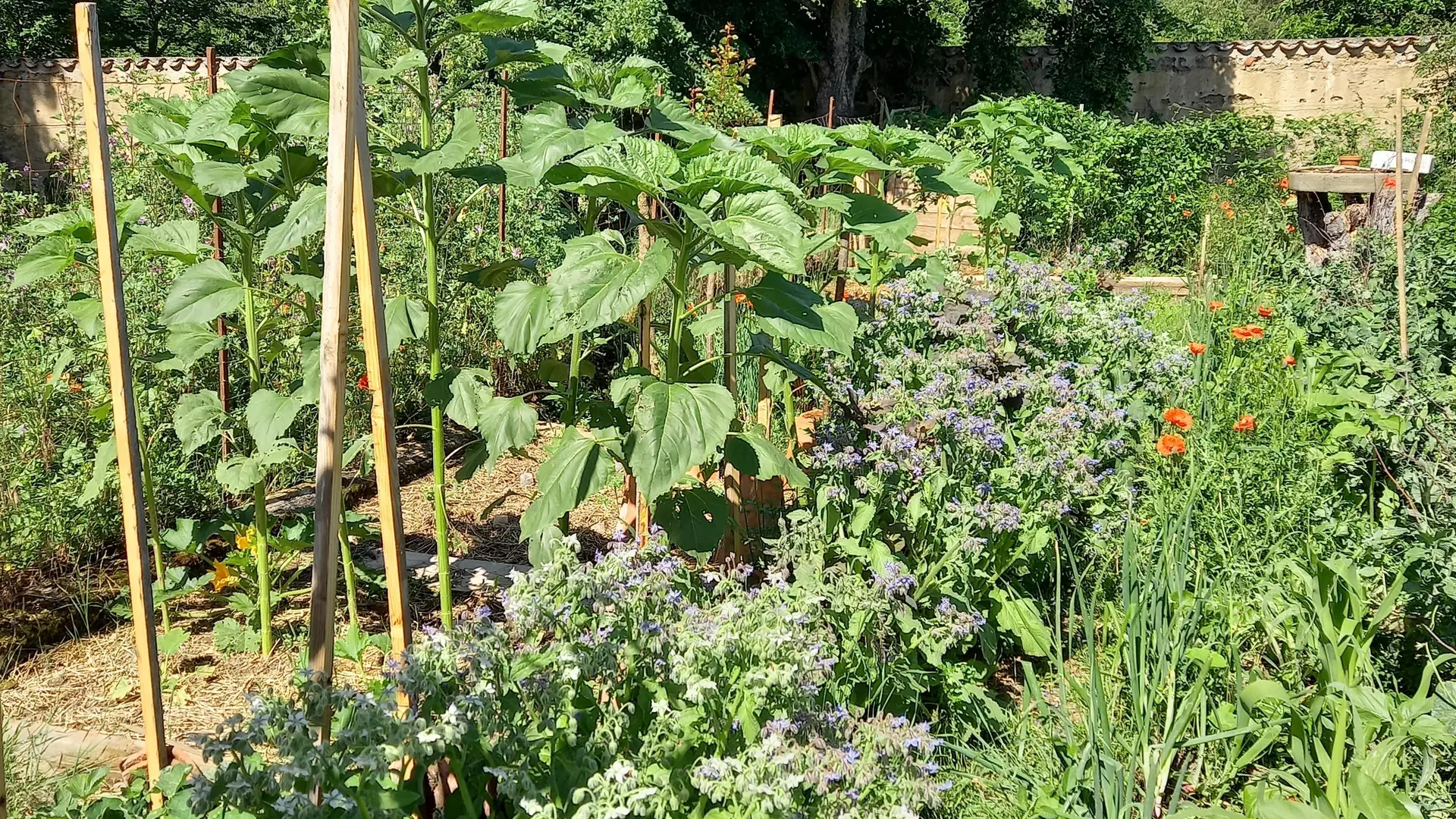 Jardin