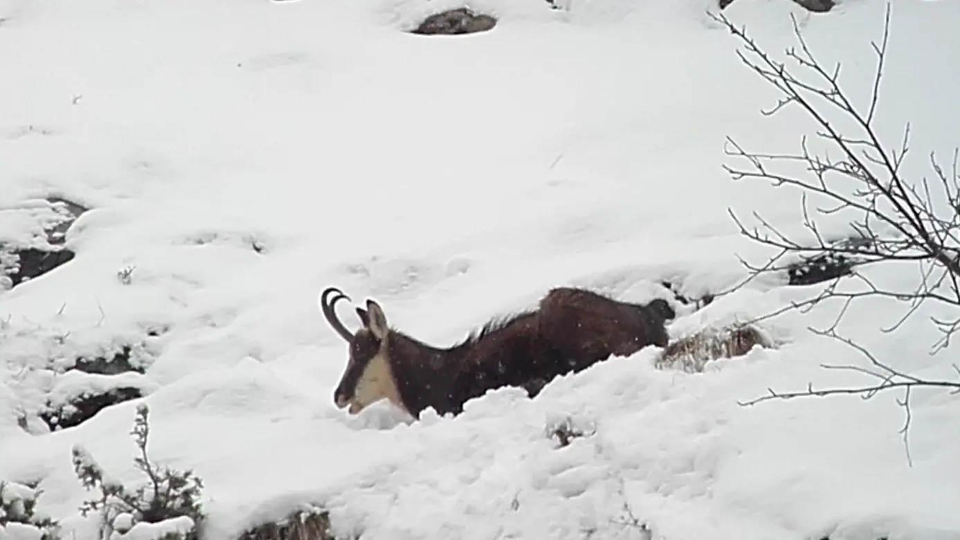 Observation de la faune