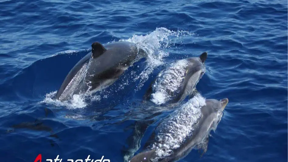 Observation des cétacés