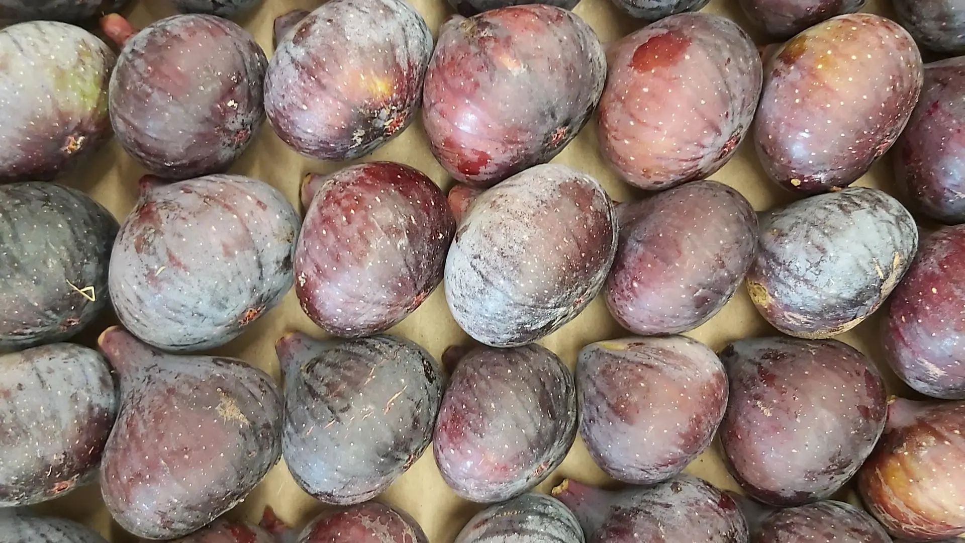 Hélène SALTETTO_Solliès-Pont