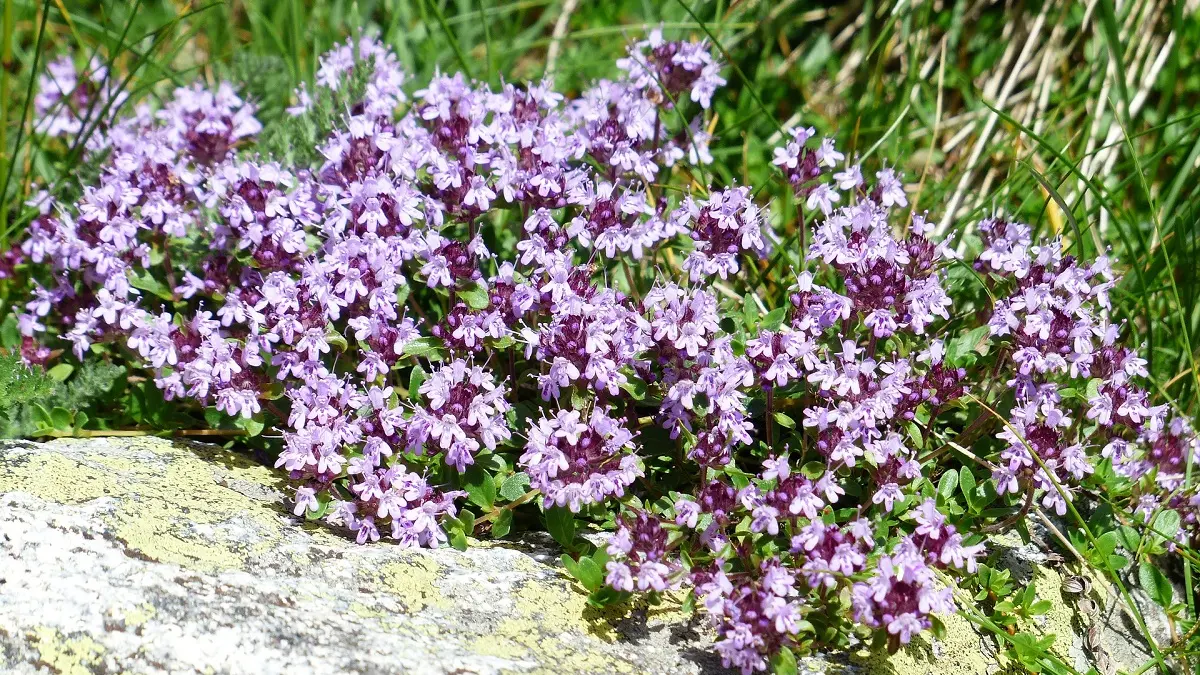 Fleurs de Thym