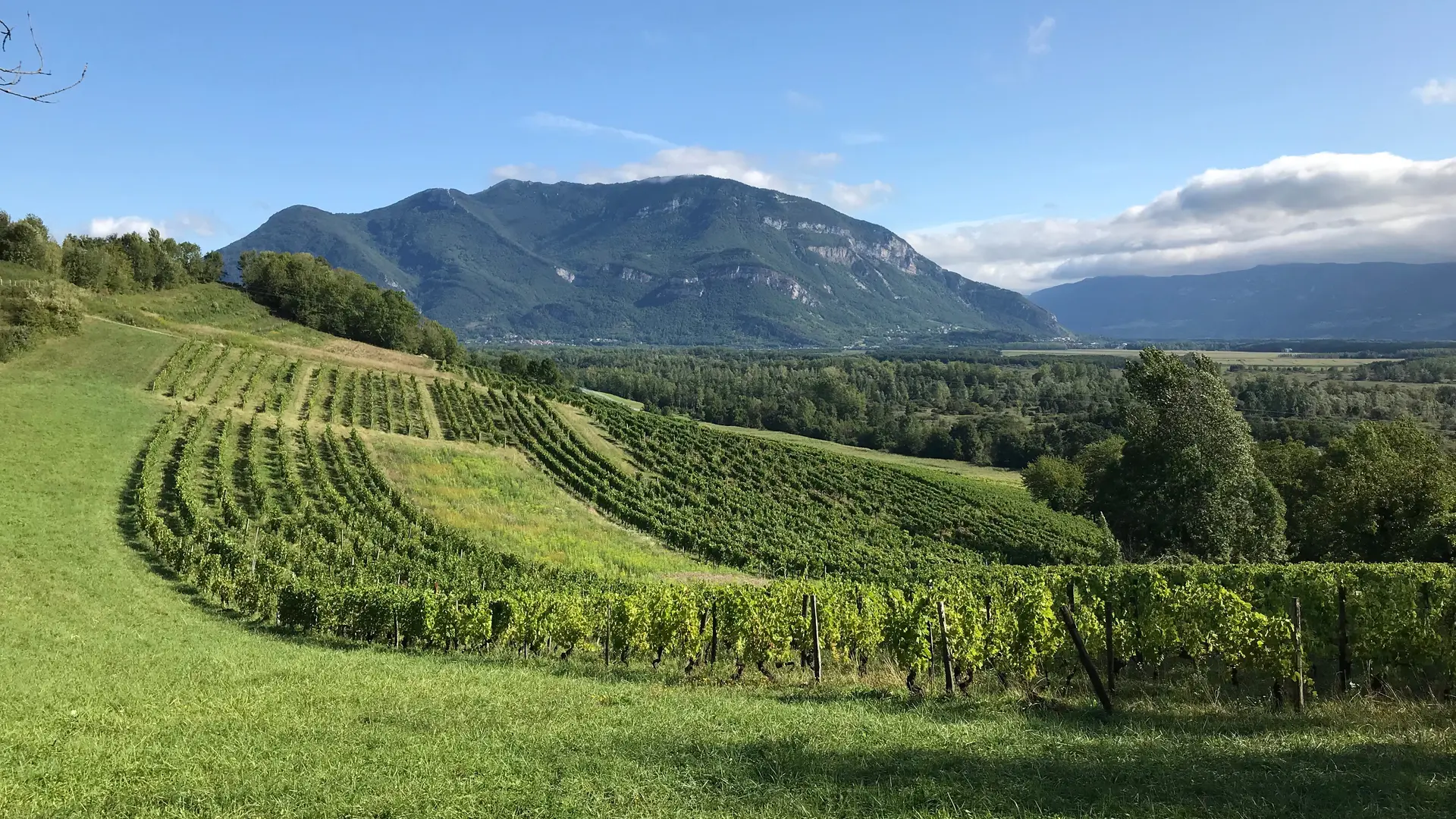 Les vignes du Domaine de la Ferme de Jeanne
