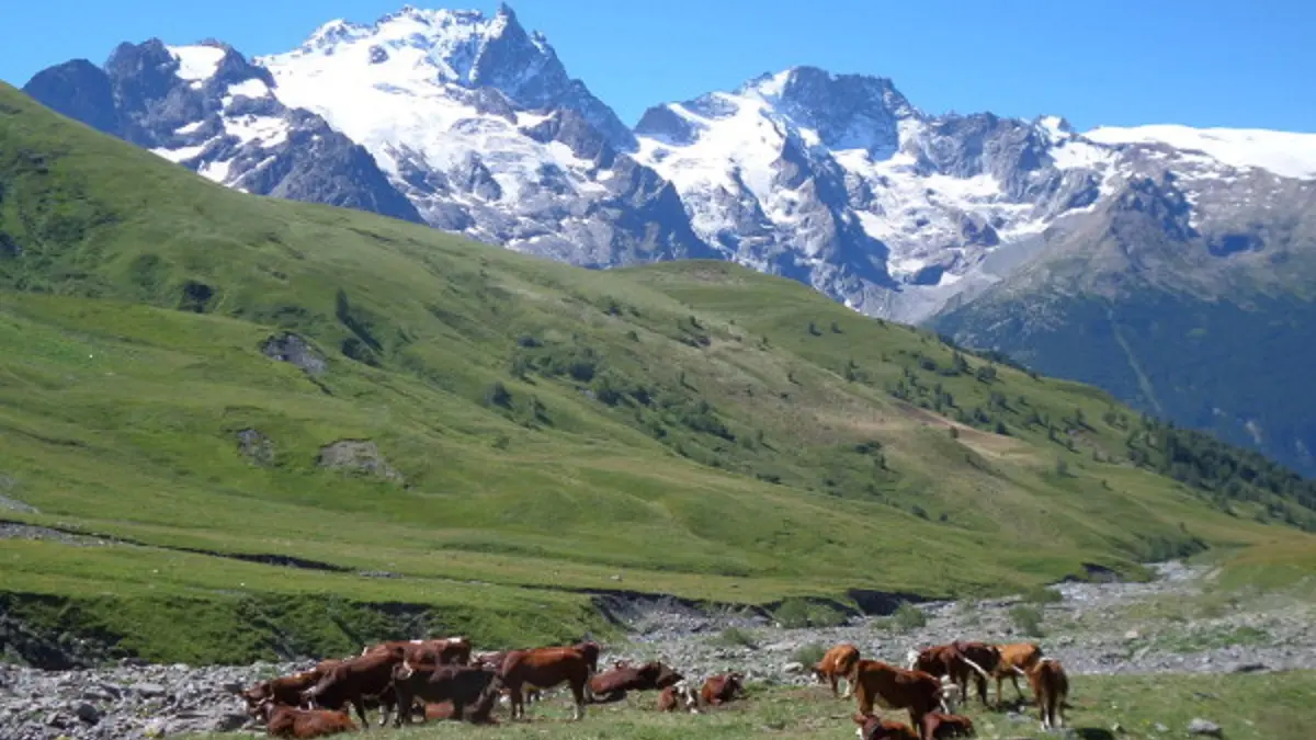 The flock and the Meije on the descent of the Goléon