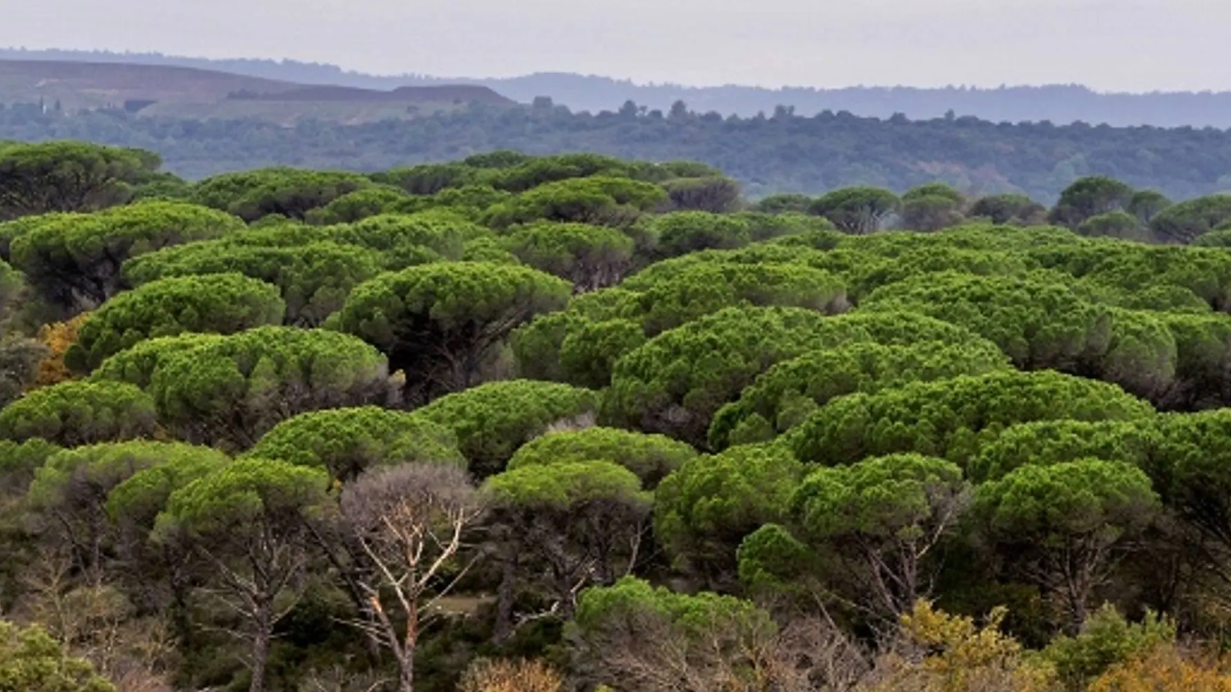 Panaroma de la plaine des Maures