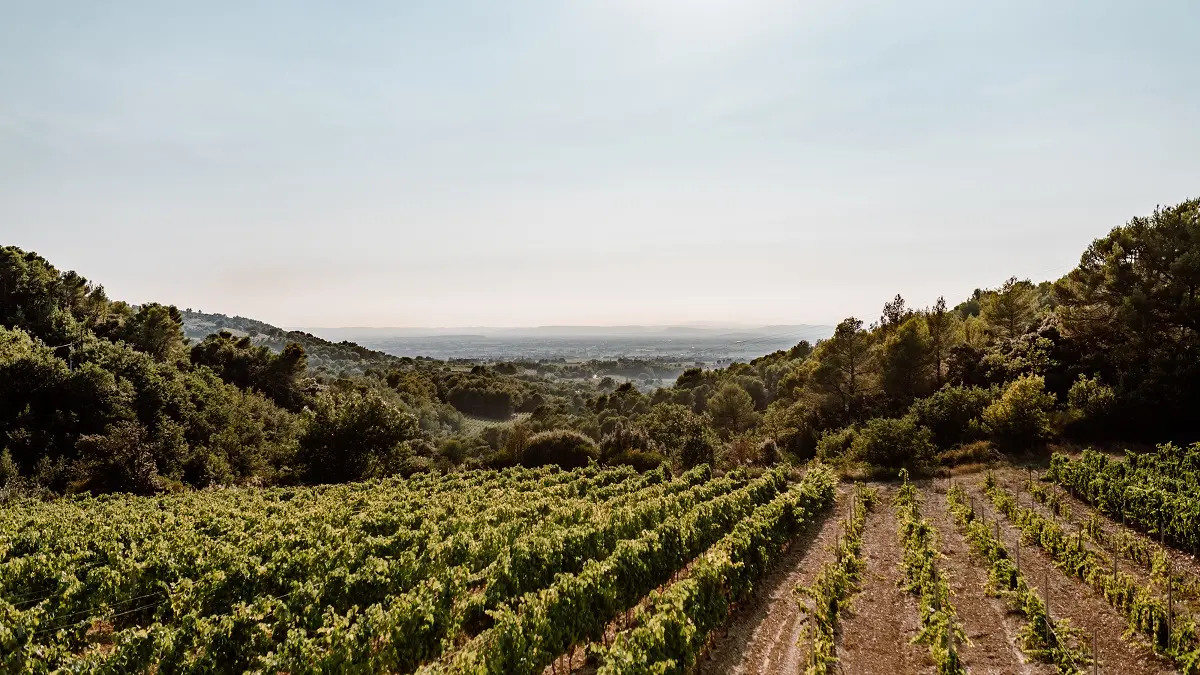 Vue sur le vignoble