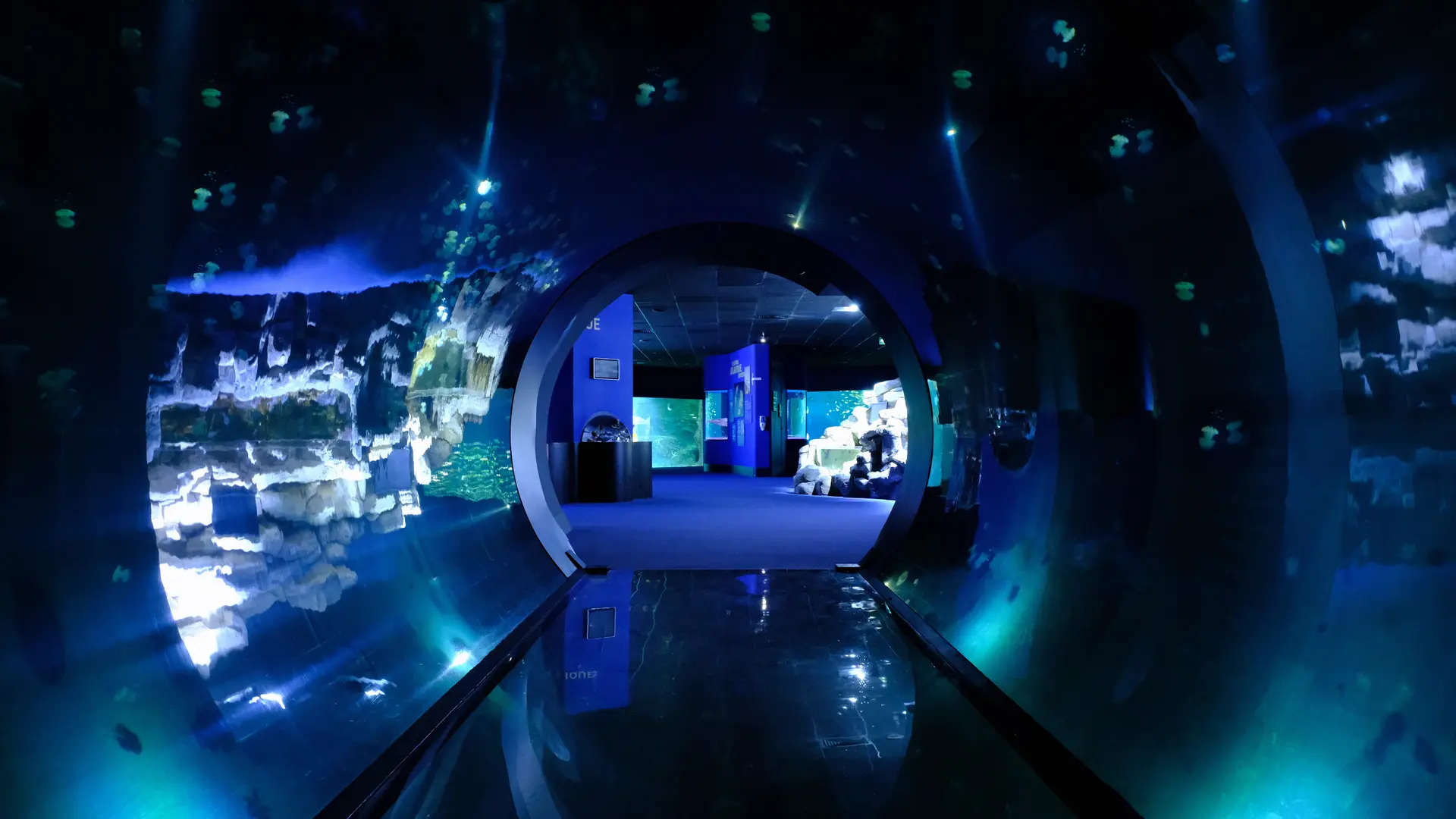 El túnel de las medusas.