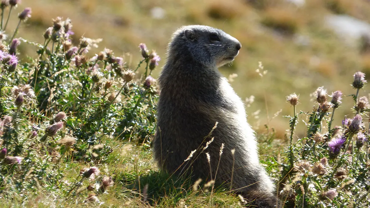 Marmot amidst spring flowers