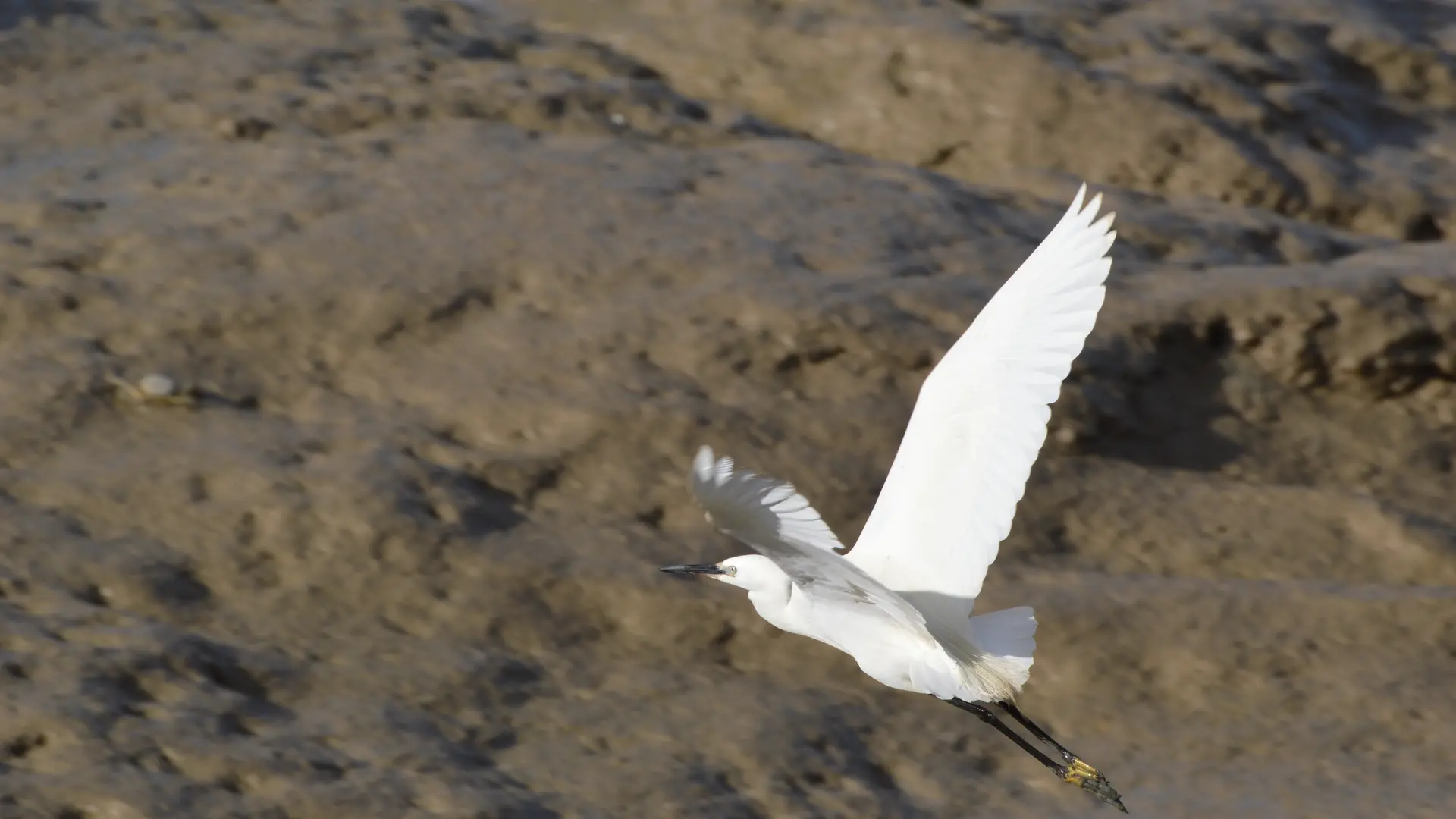 Little egret in the salt marshes of Loix