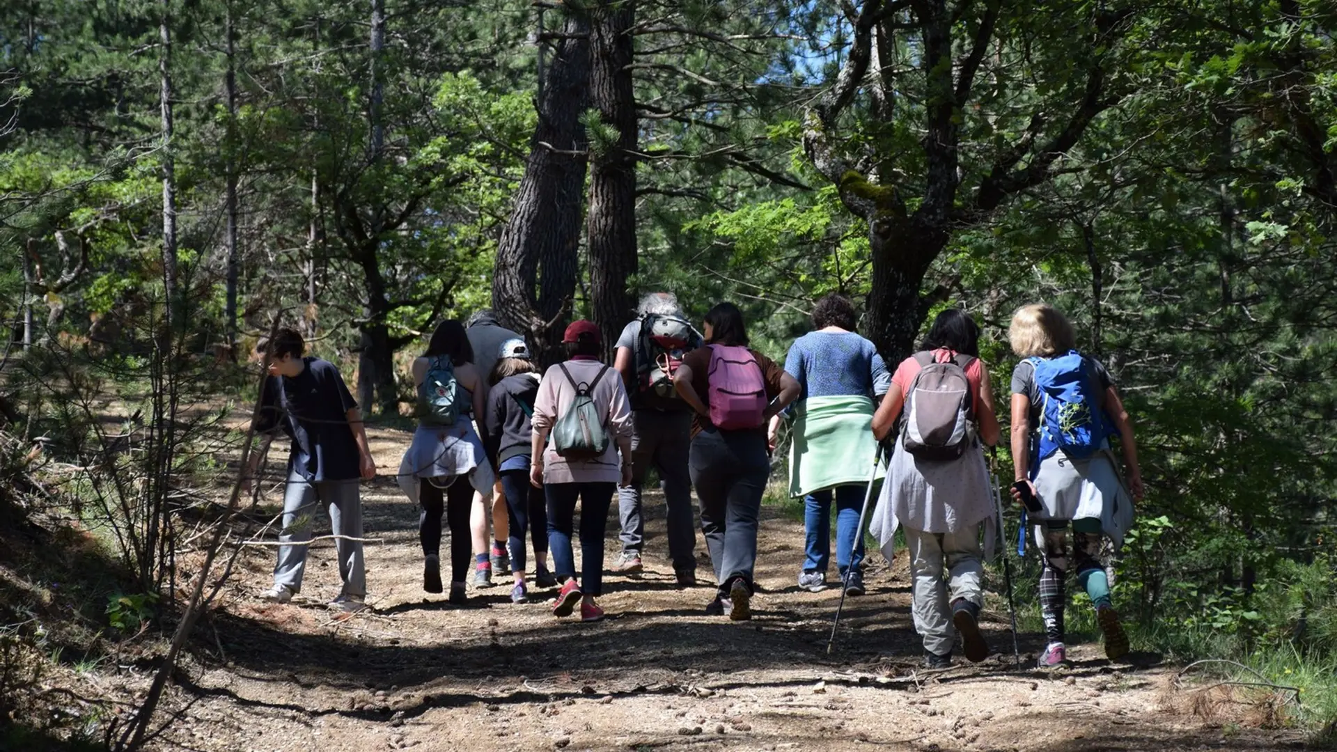 En forêt de Pélicier