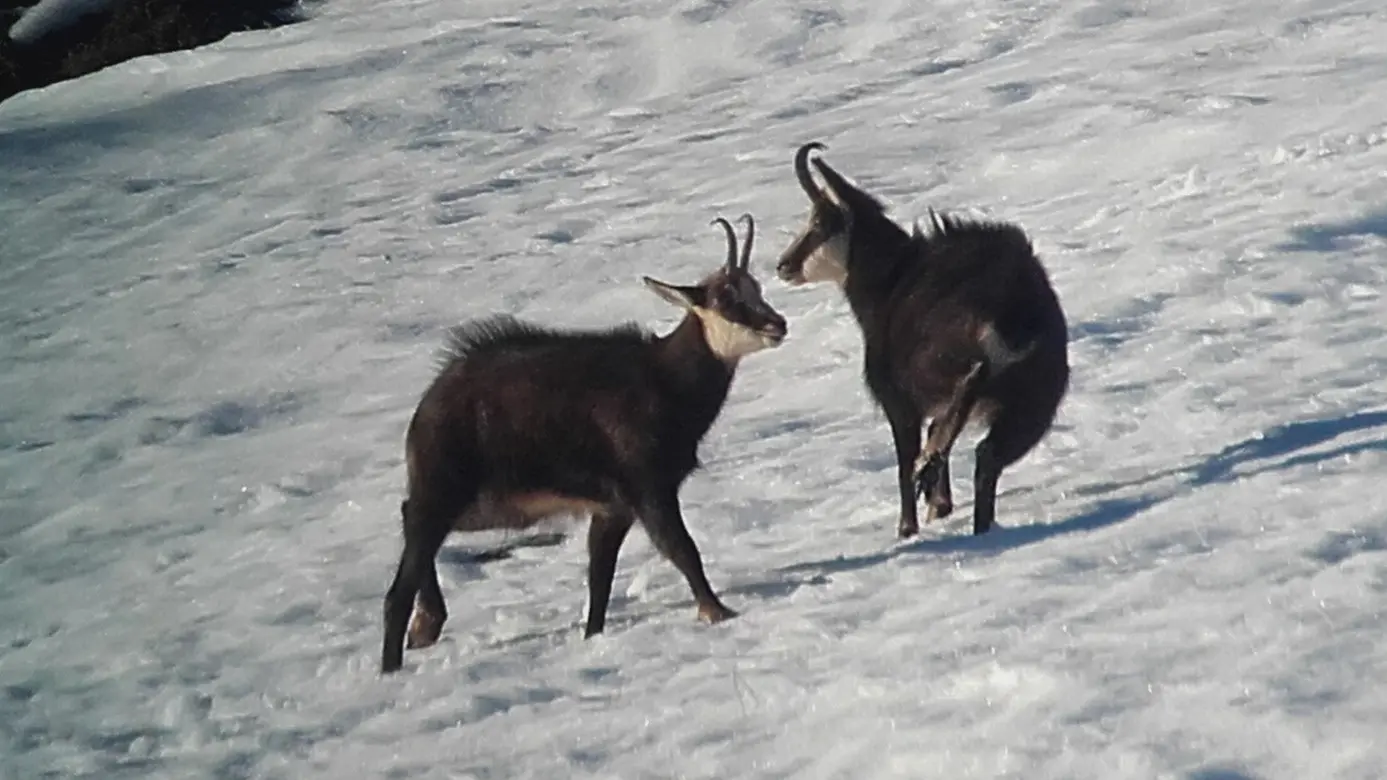 Observation de la faune