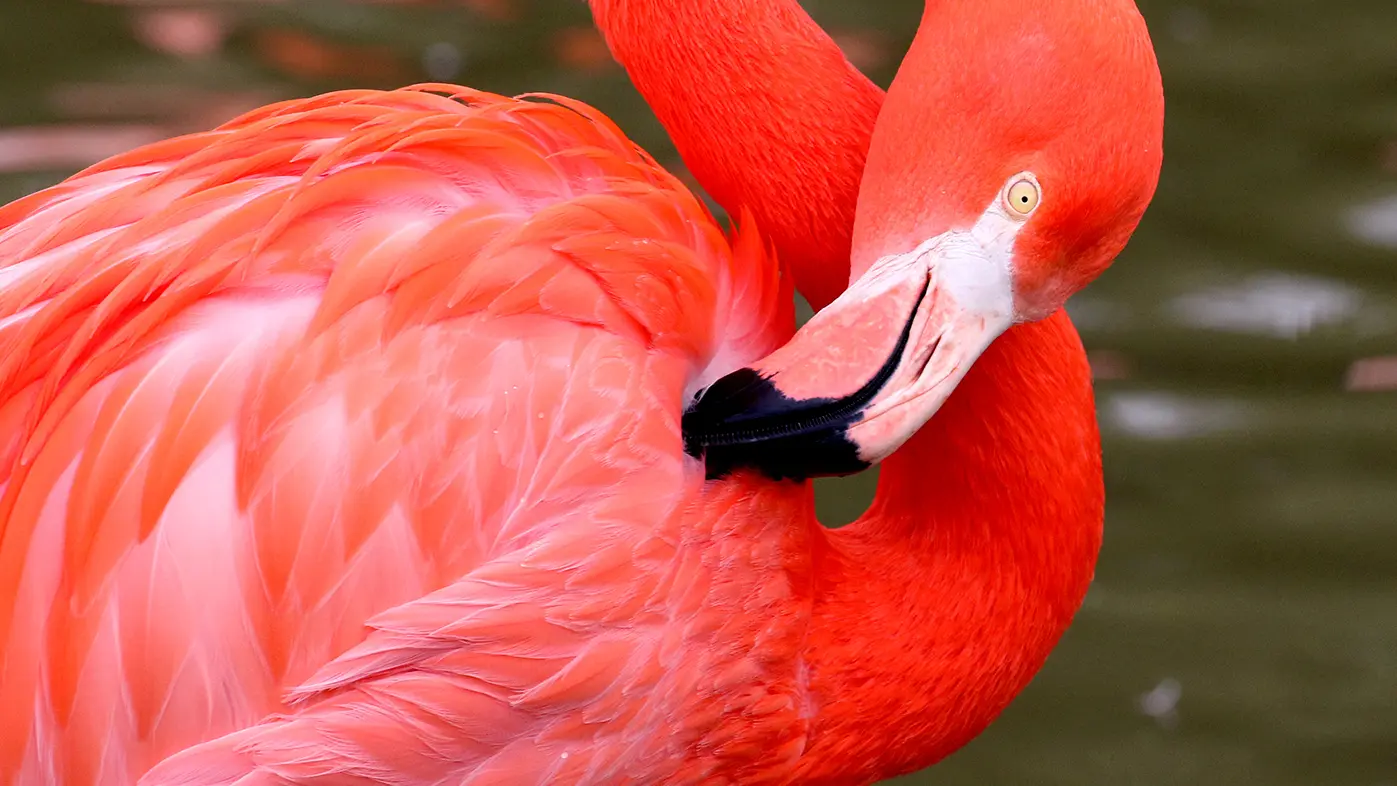 Flamant de Cuba du Parc des Oiseaux à Villars-les-Dombes