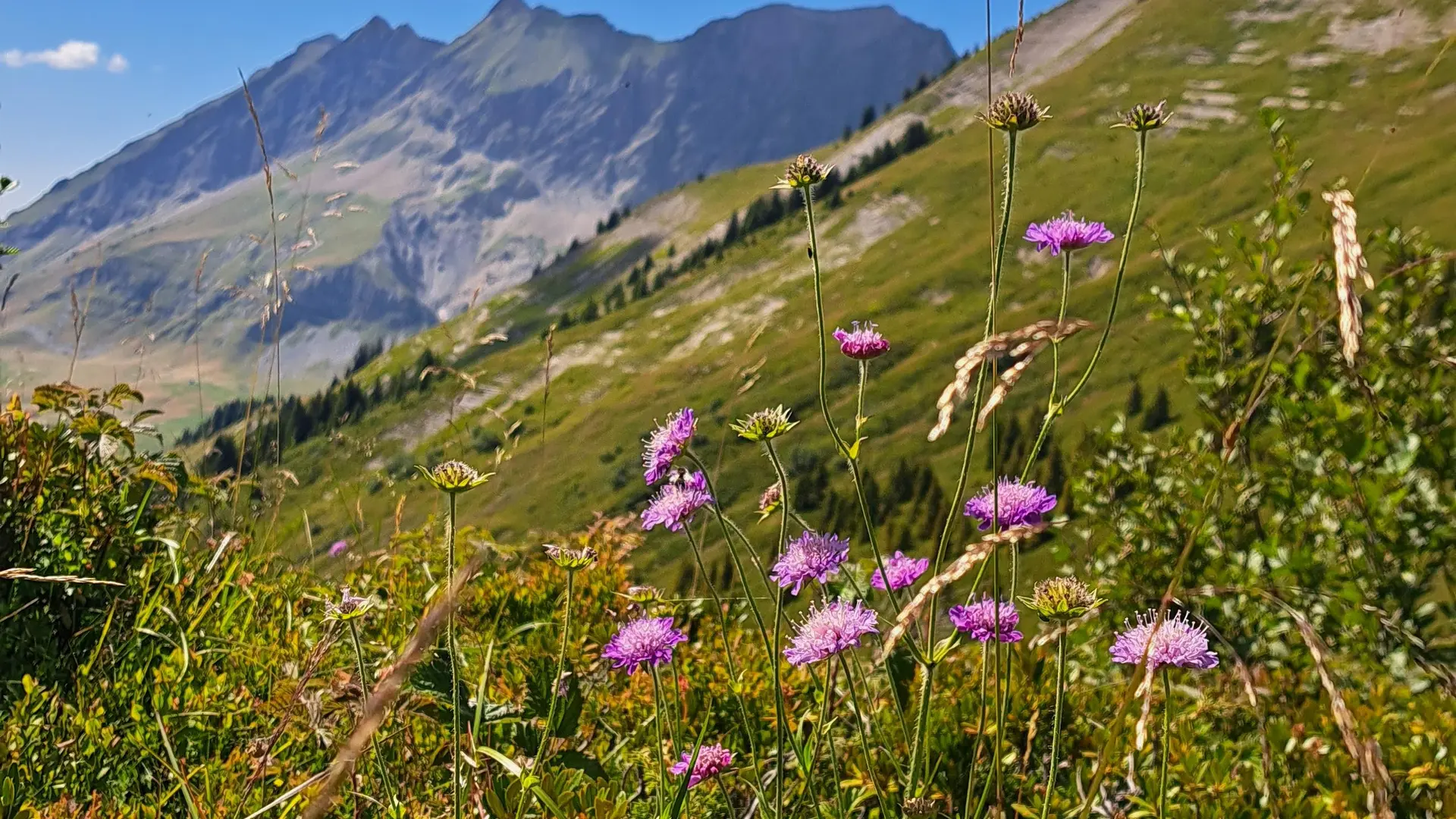 Fleurs et vue depuis le Col de l'Avenaz