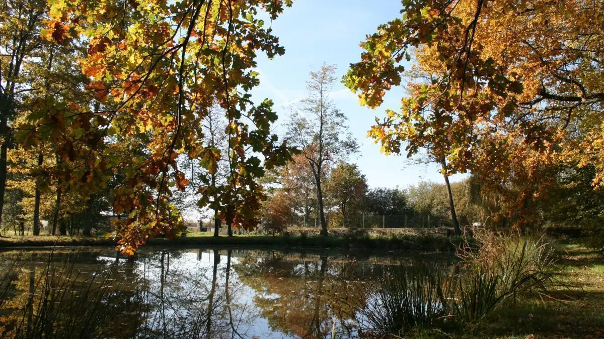 l'étang en automne