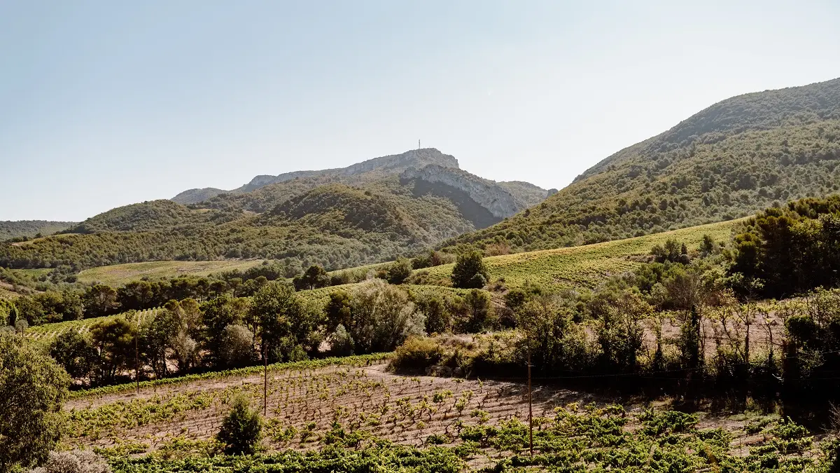 Au pied des Dentelles de Montmirail