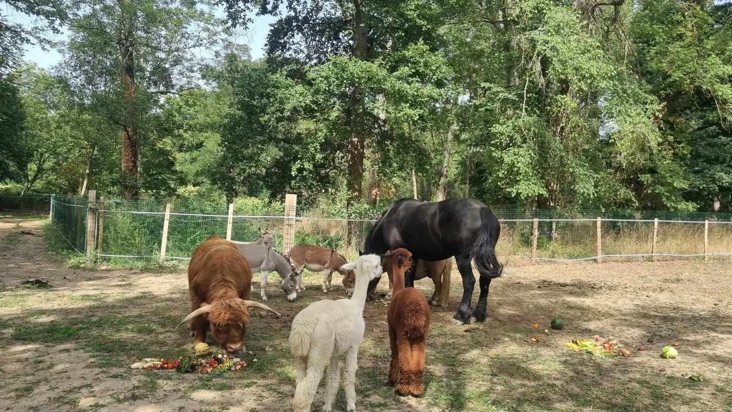 Les animaux de la mini-ferme (ânes , alpagas,taureaux Hihland,cochons,poneys, poules, oies, ...).