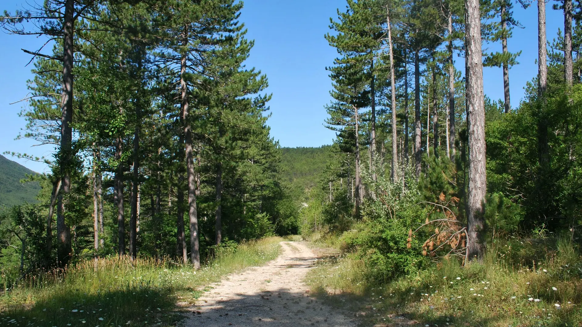 Plantations de pins d'Autriche
