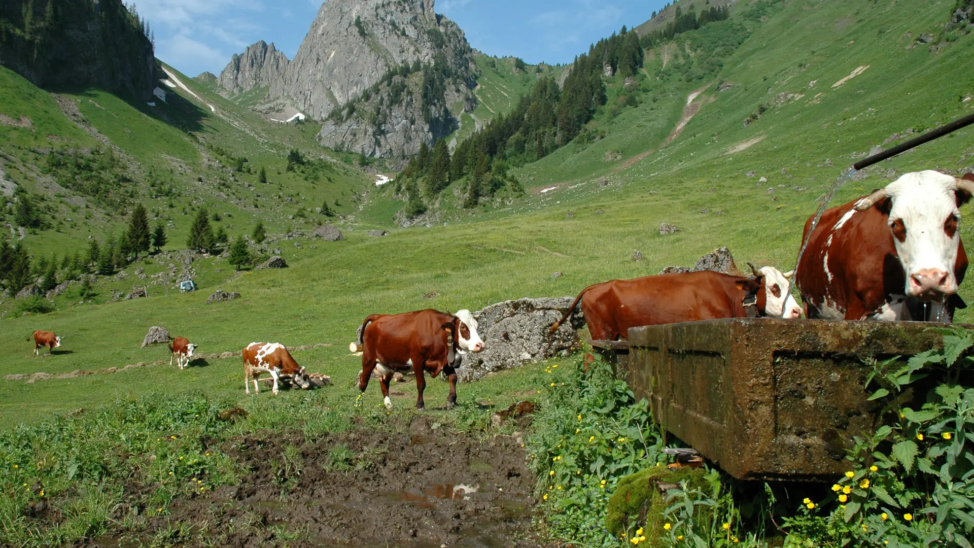 Alpage des Serranants à Abondance