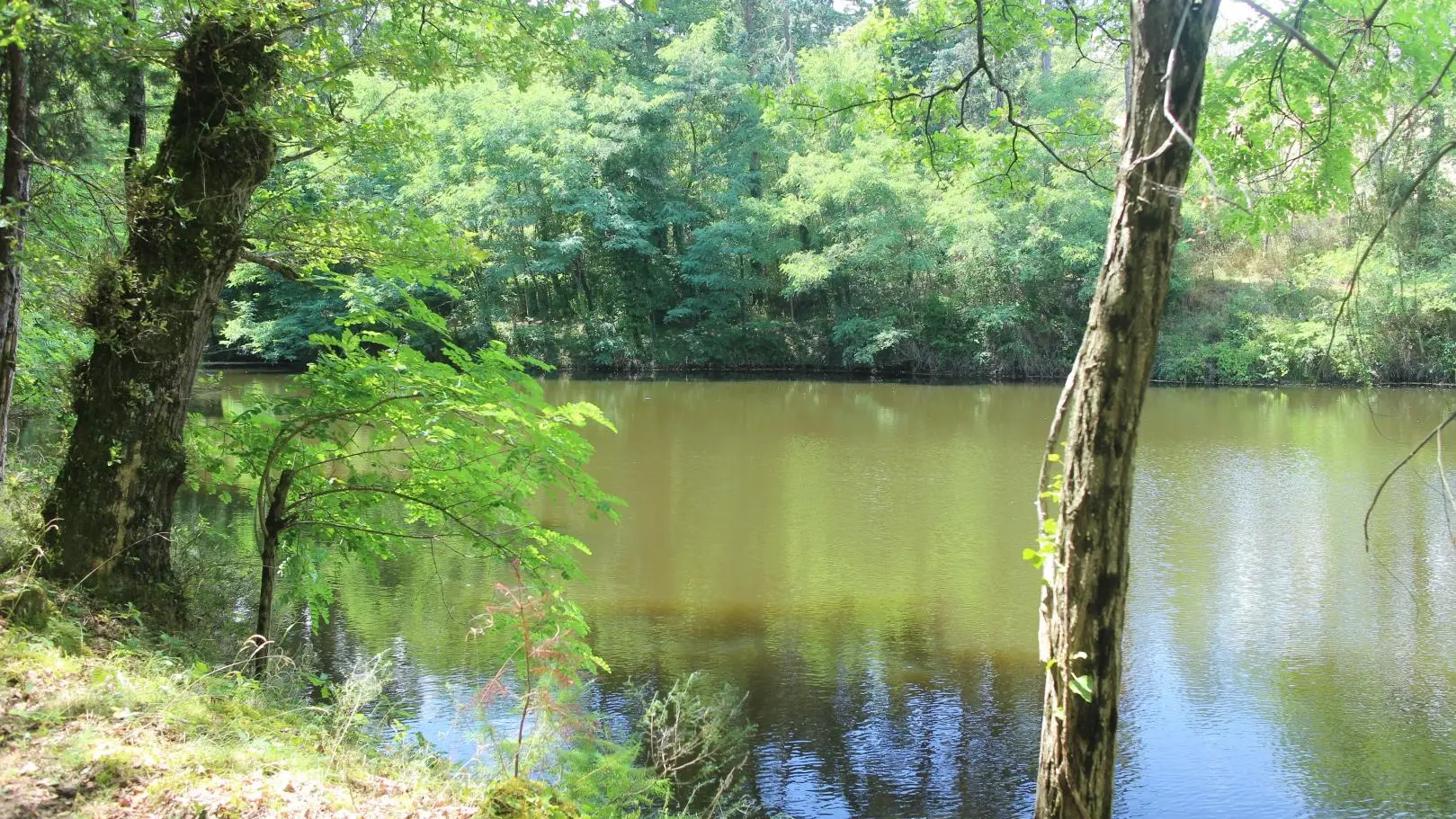 Etang dans la propriété