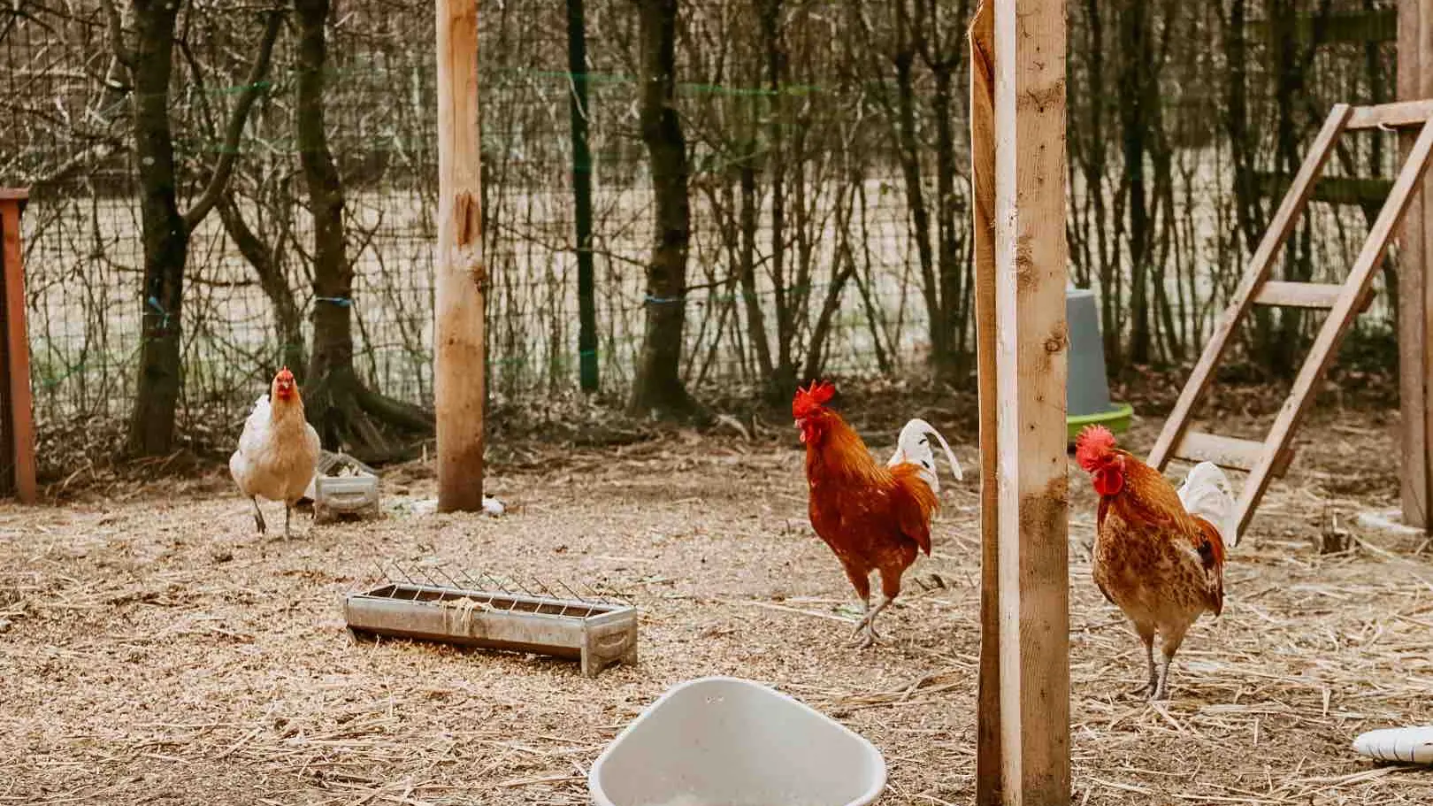 Les poules de la ferme dans un grand clapier emménagé