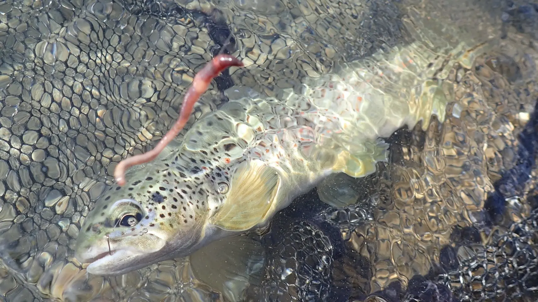 Pêche de la truite aux appâts naturels