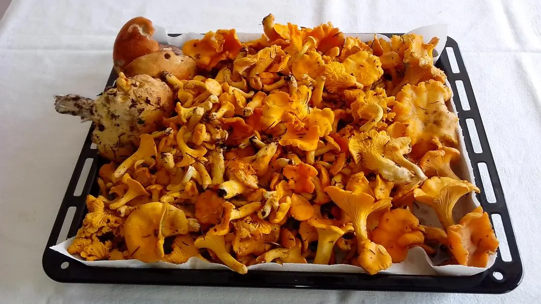 Chanterelles du Val Montjoie
