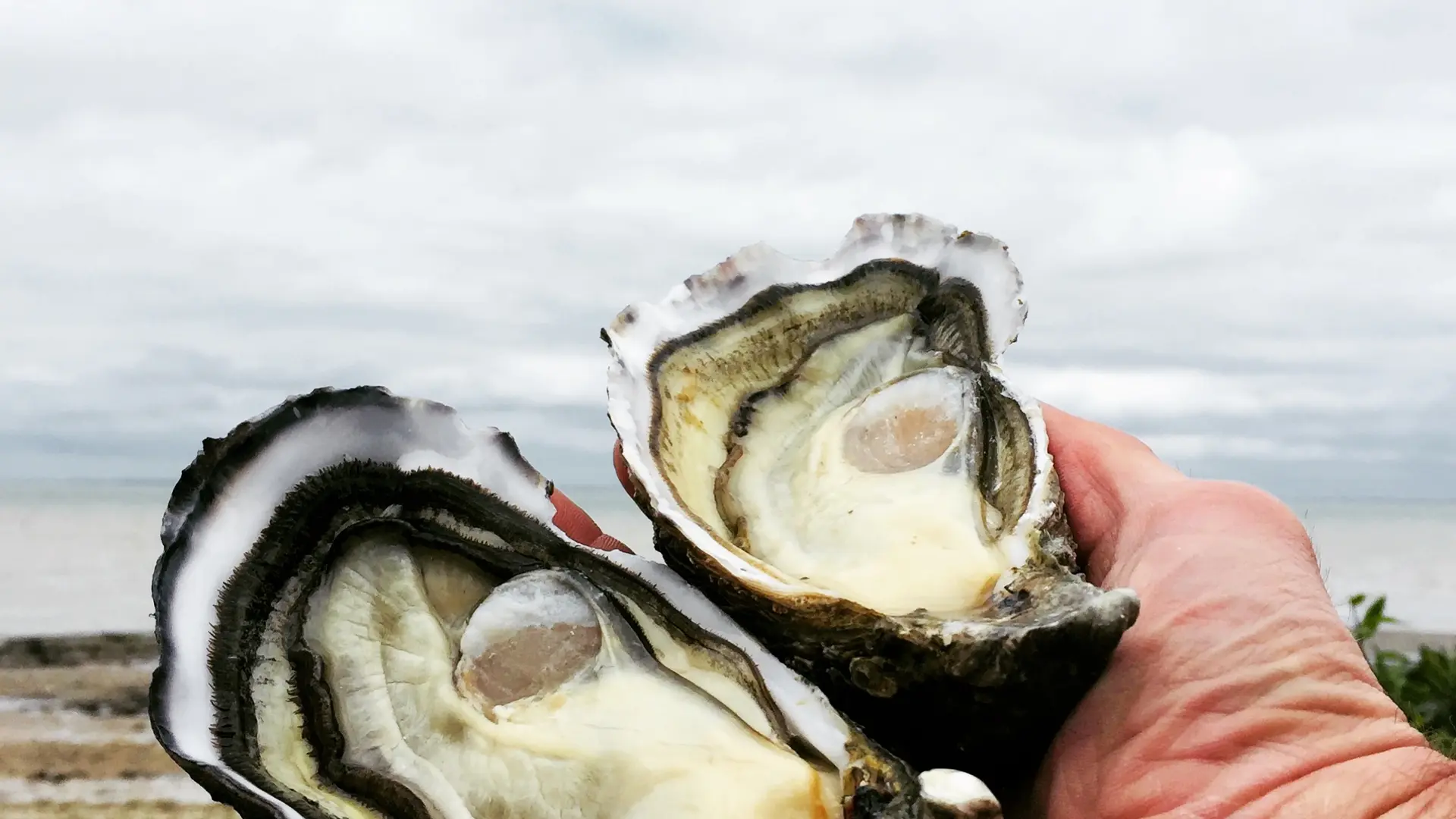 Our oysters