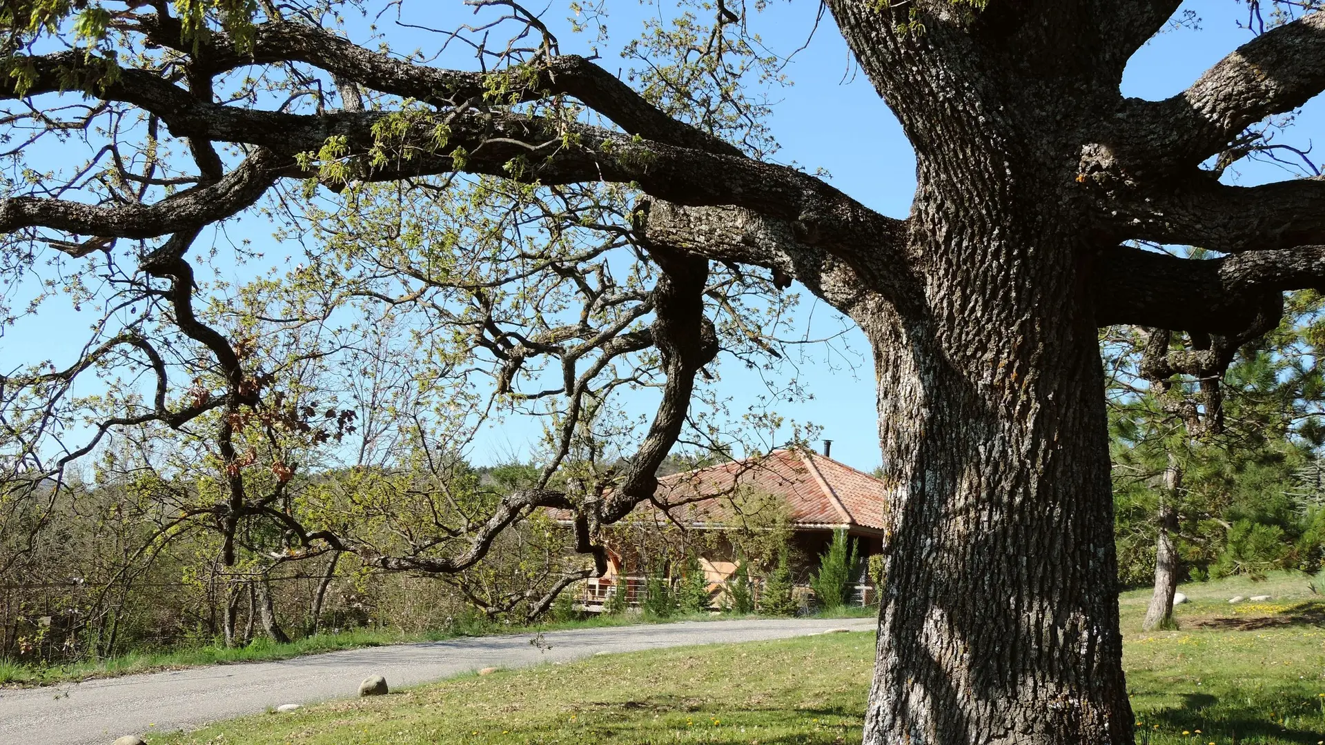 Chêne en chemin