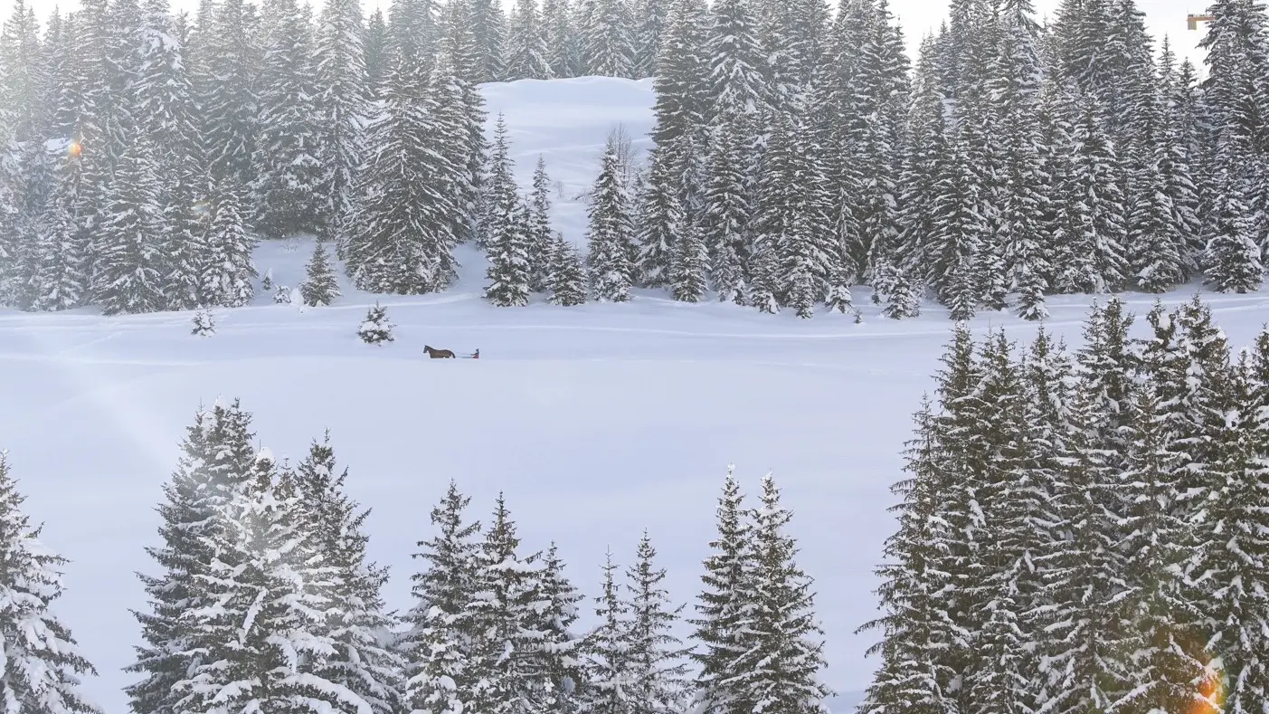 Balade en ski joëring