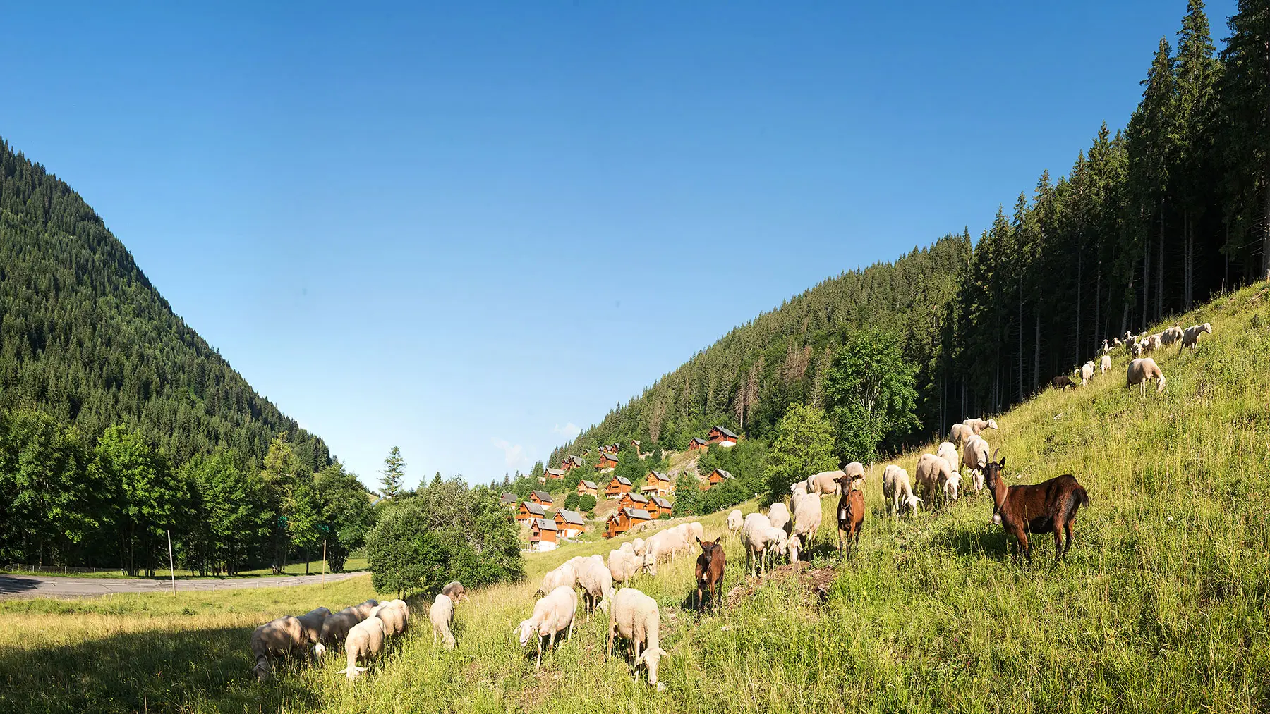 Les moutons dans l'alpage du Col du Corbier