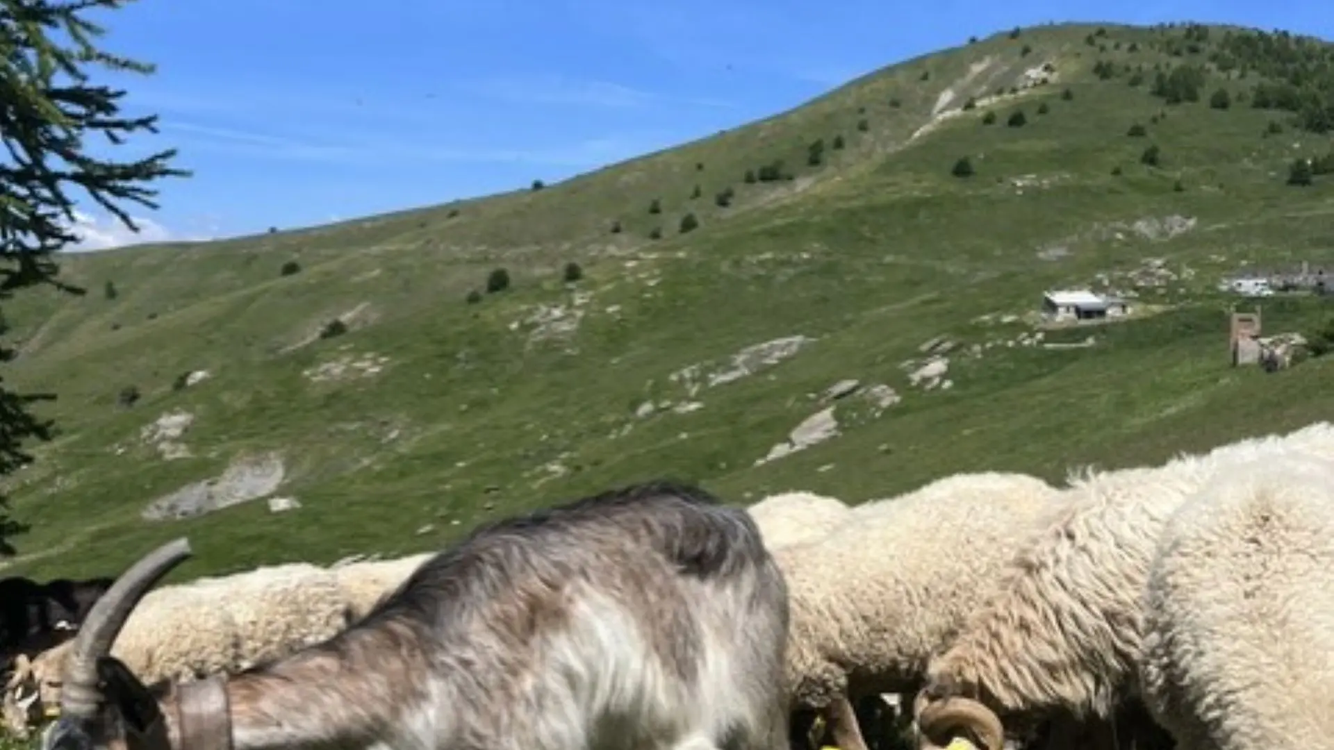 Chèvre et brebis dans un champs