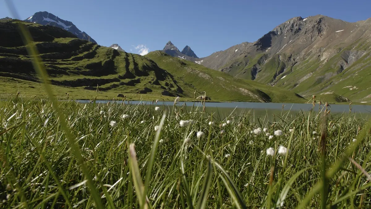 Lac du Goléon linaigrettes