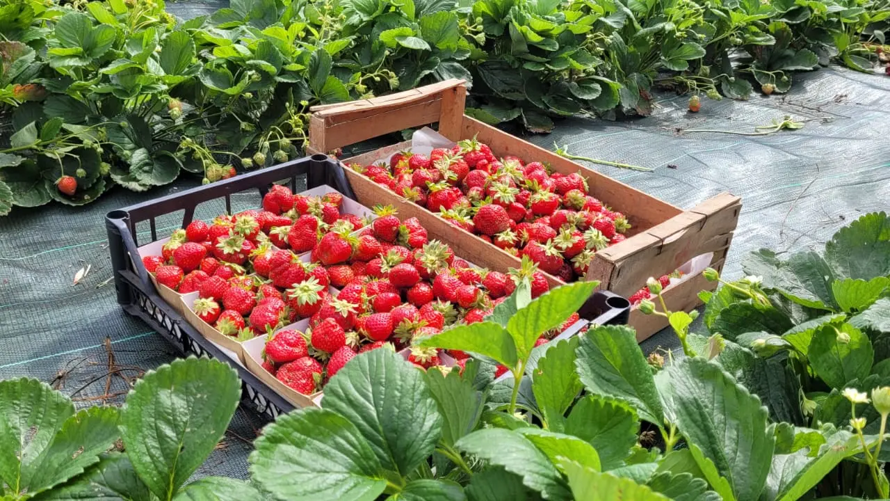 Les fraises
