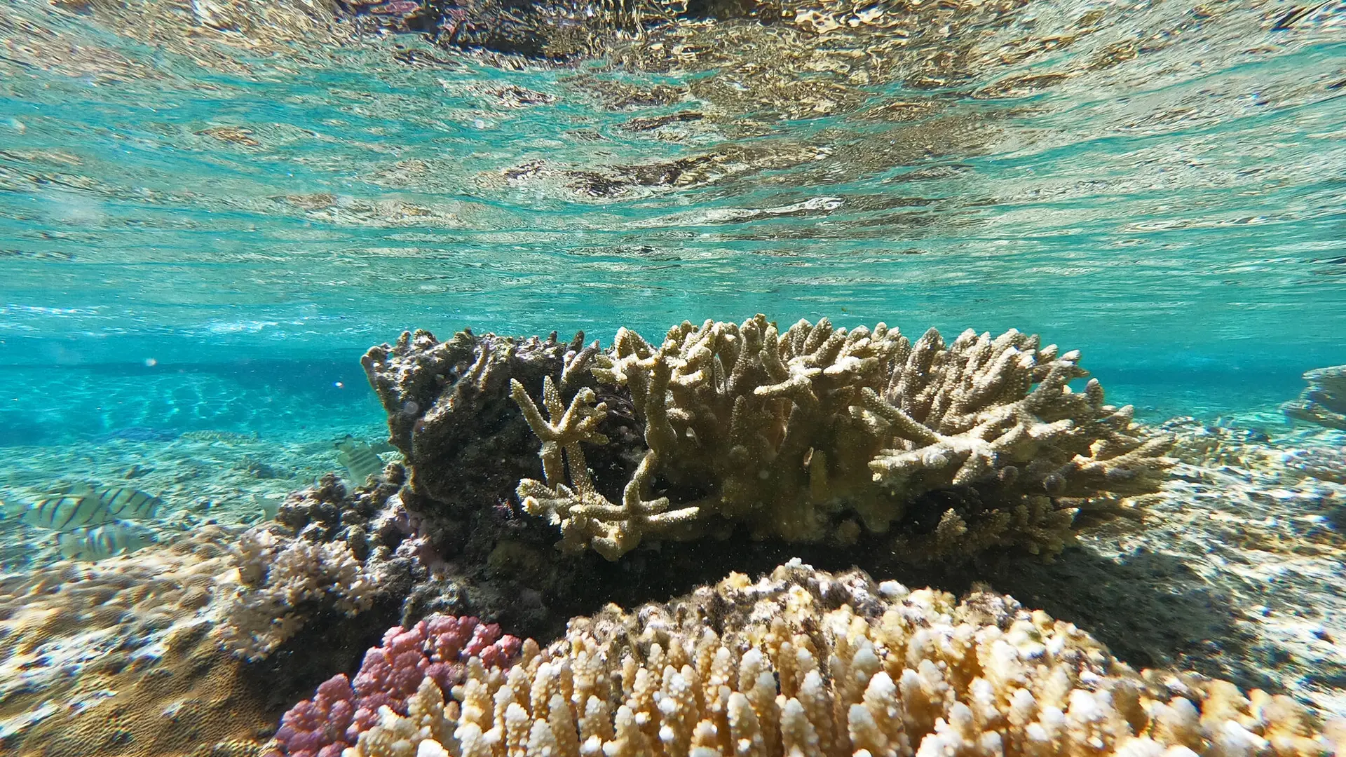 Les coraux de la piscine naturel d'Oro