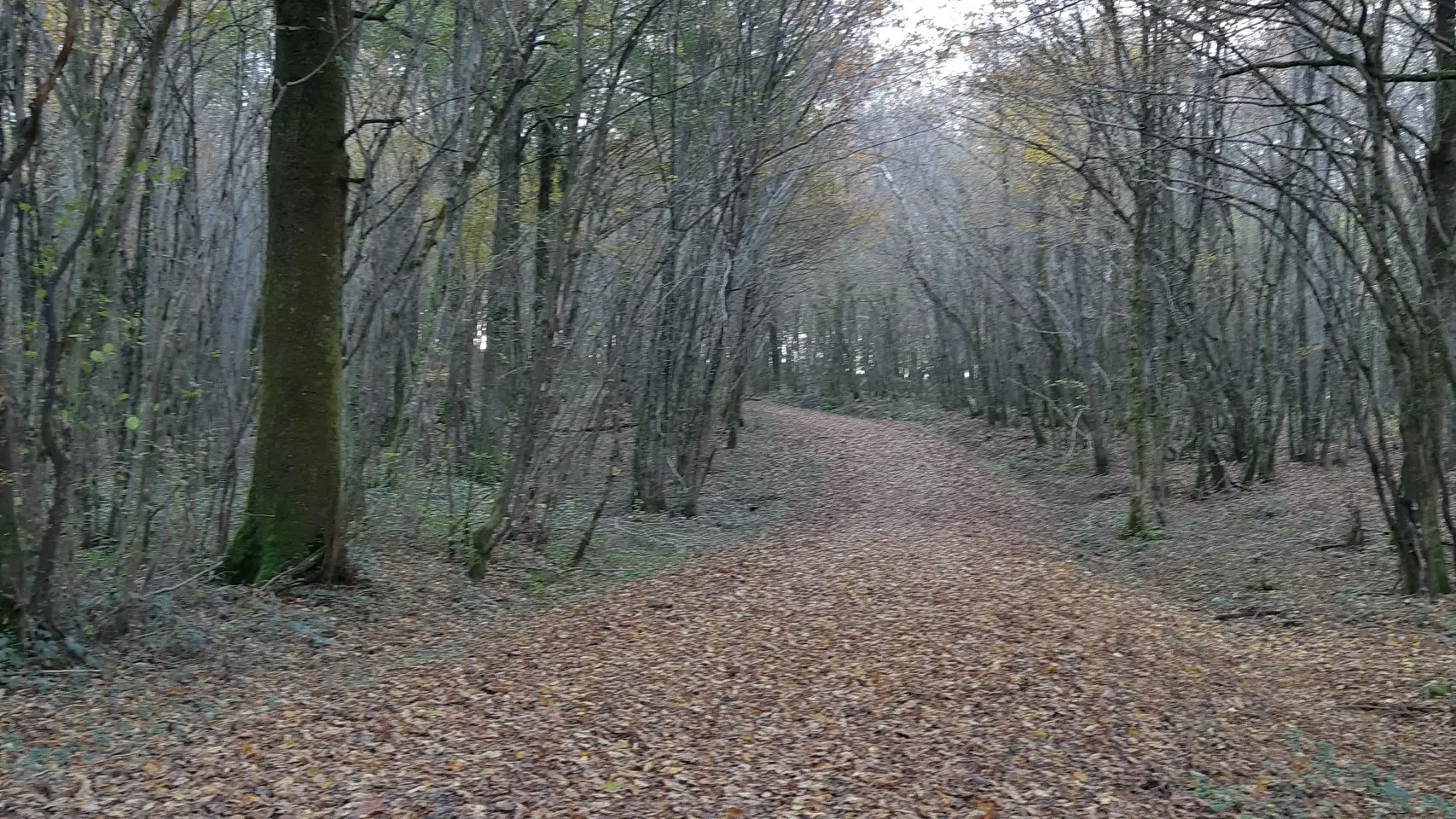 Forêt de Fougemagne