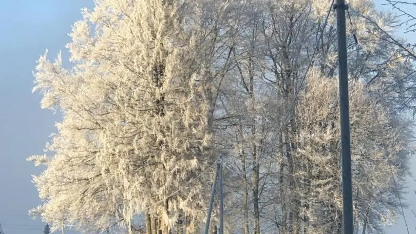 Giron sous la neige