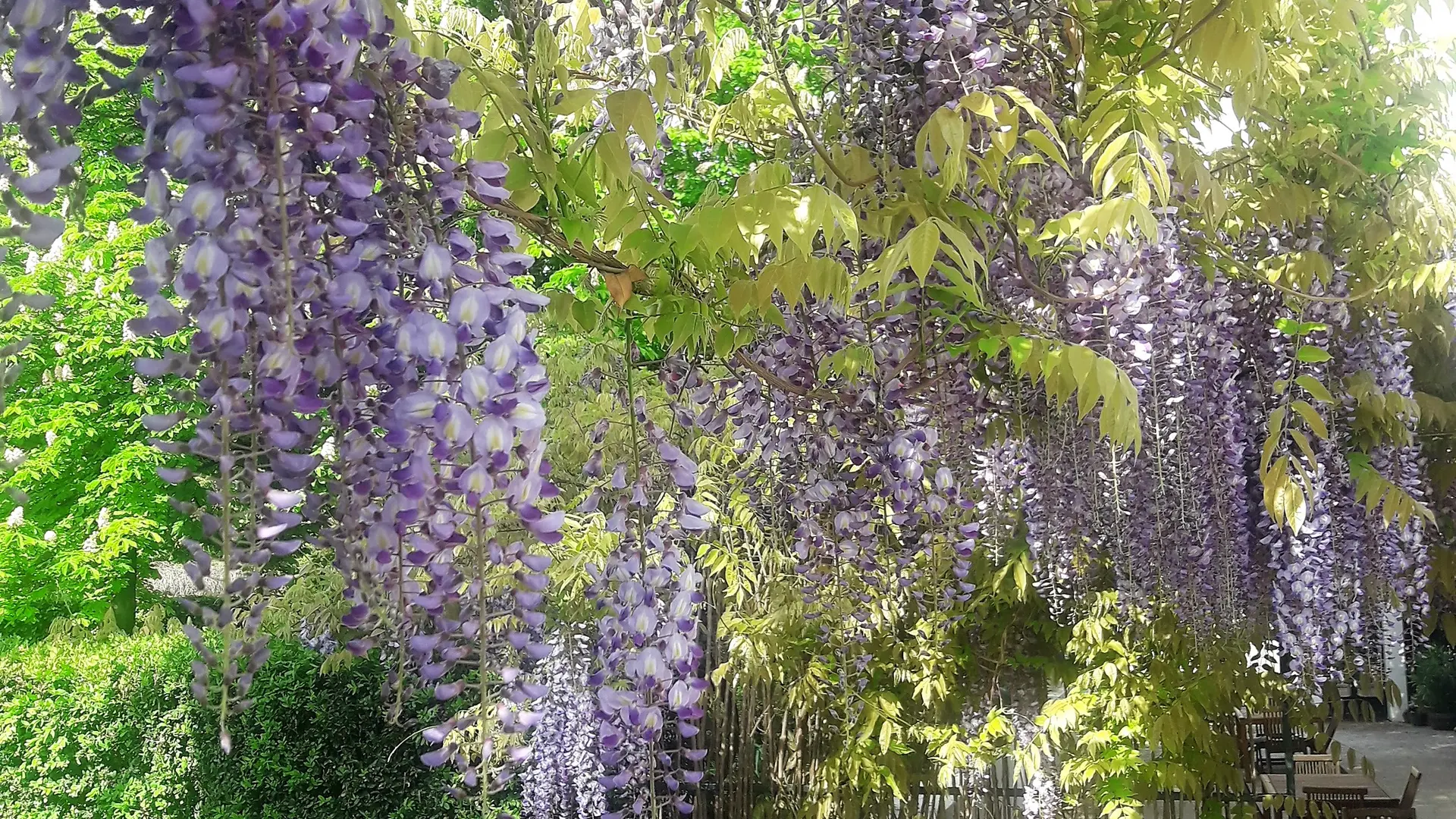 Glycines en floraison, fin avril
