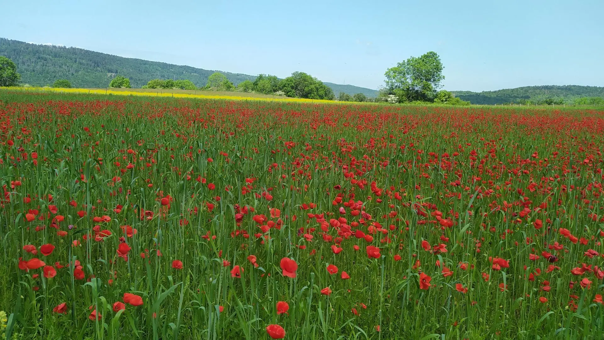 Balade printanière dans le Haut-Bugey