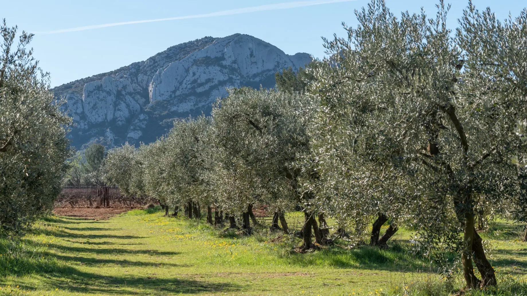 L'Olivette, domaine oléicole à Eygalières