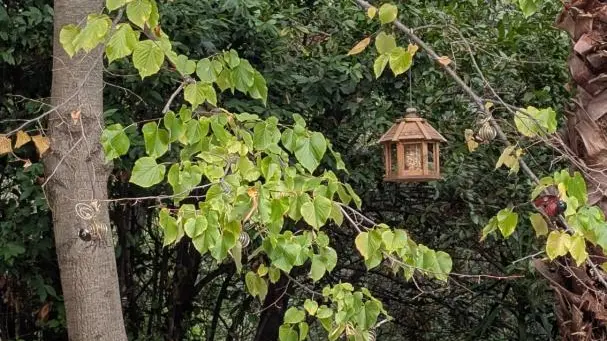 Gîte La Rose et Le Loup Gîtes de France Alpes-Maritimes Speracedes