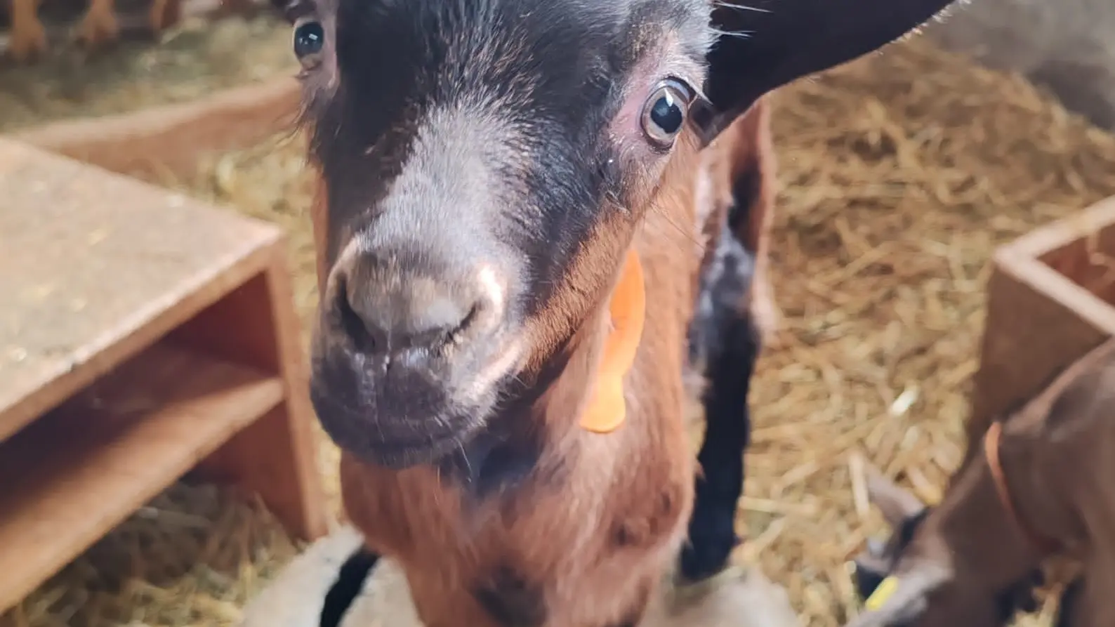 La Ferme Tout là Ô_Orcières