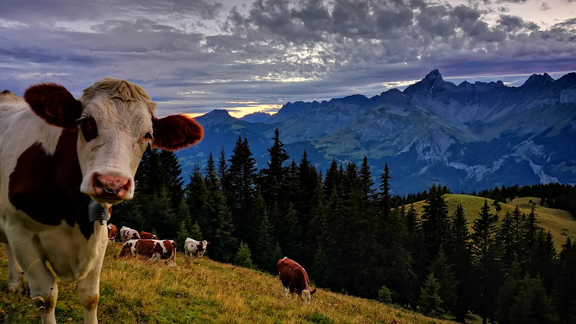 Gaec Chamonix
