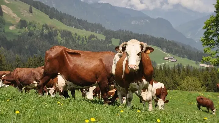 La Ferme de Seraussaix