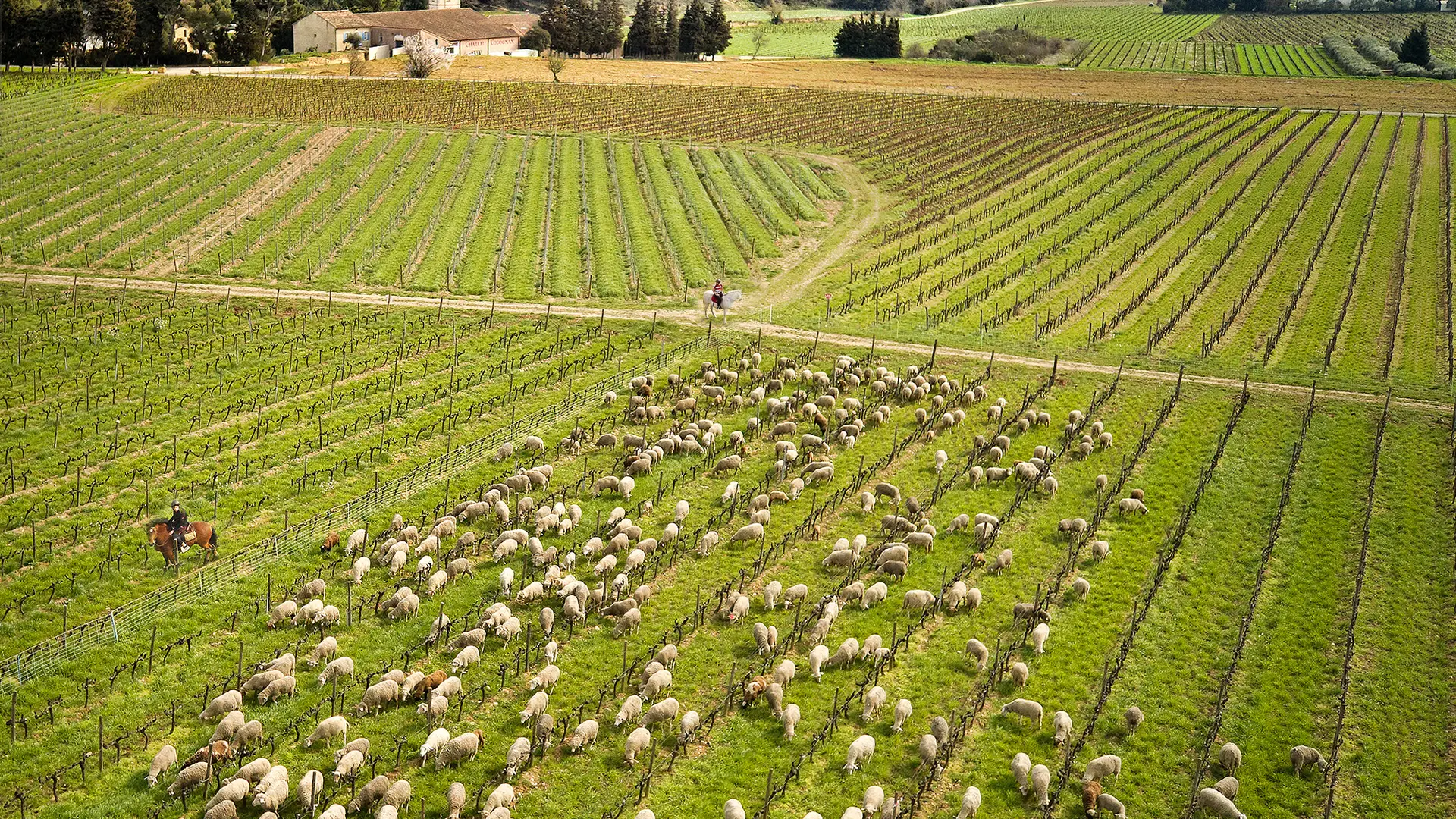 Château Gigognan - moutons