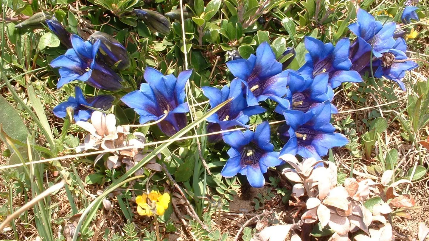 Les gentianes