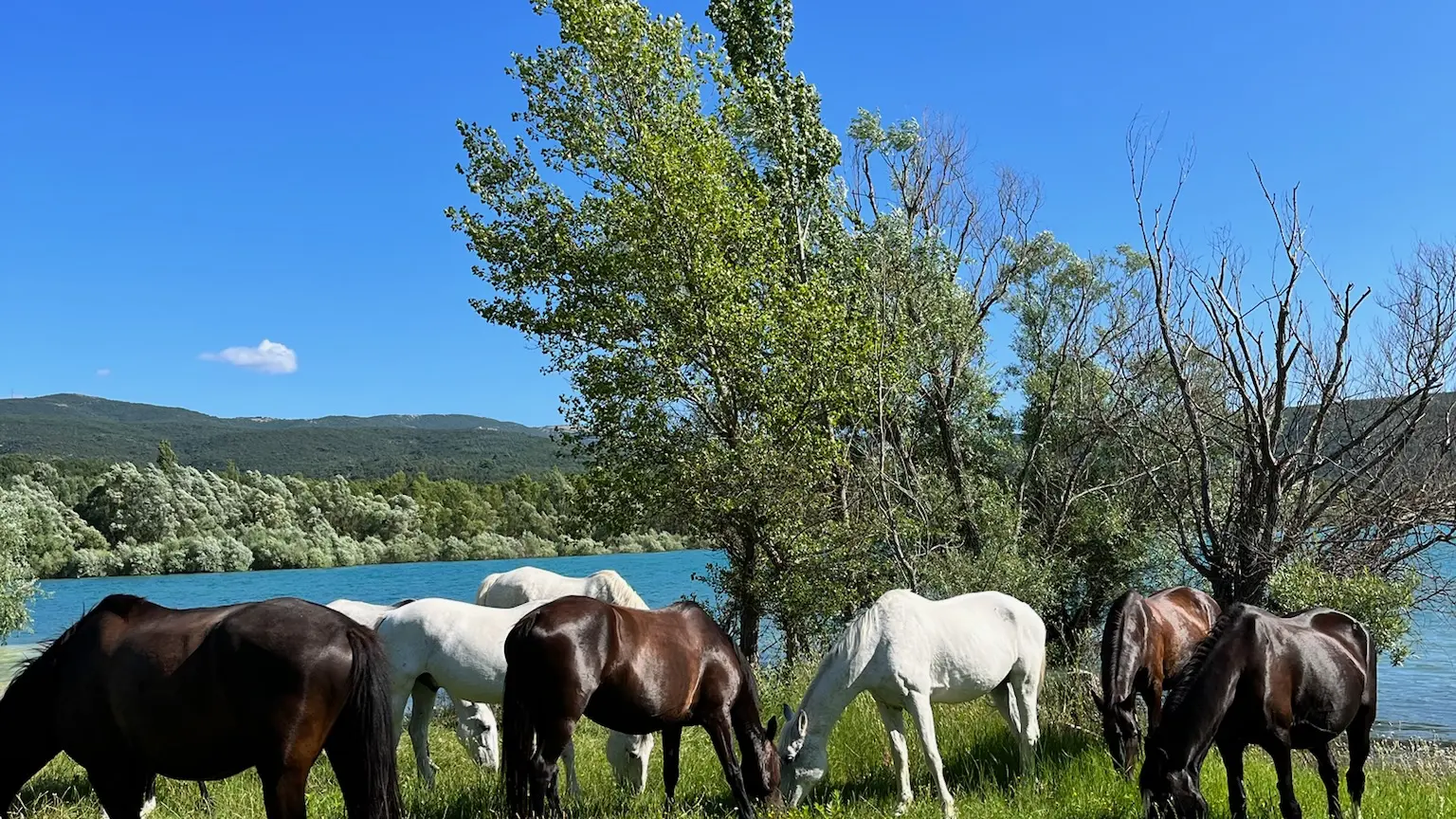 Horses by the lake