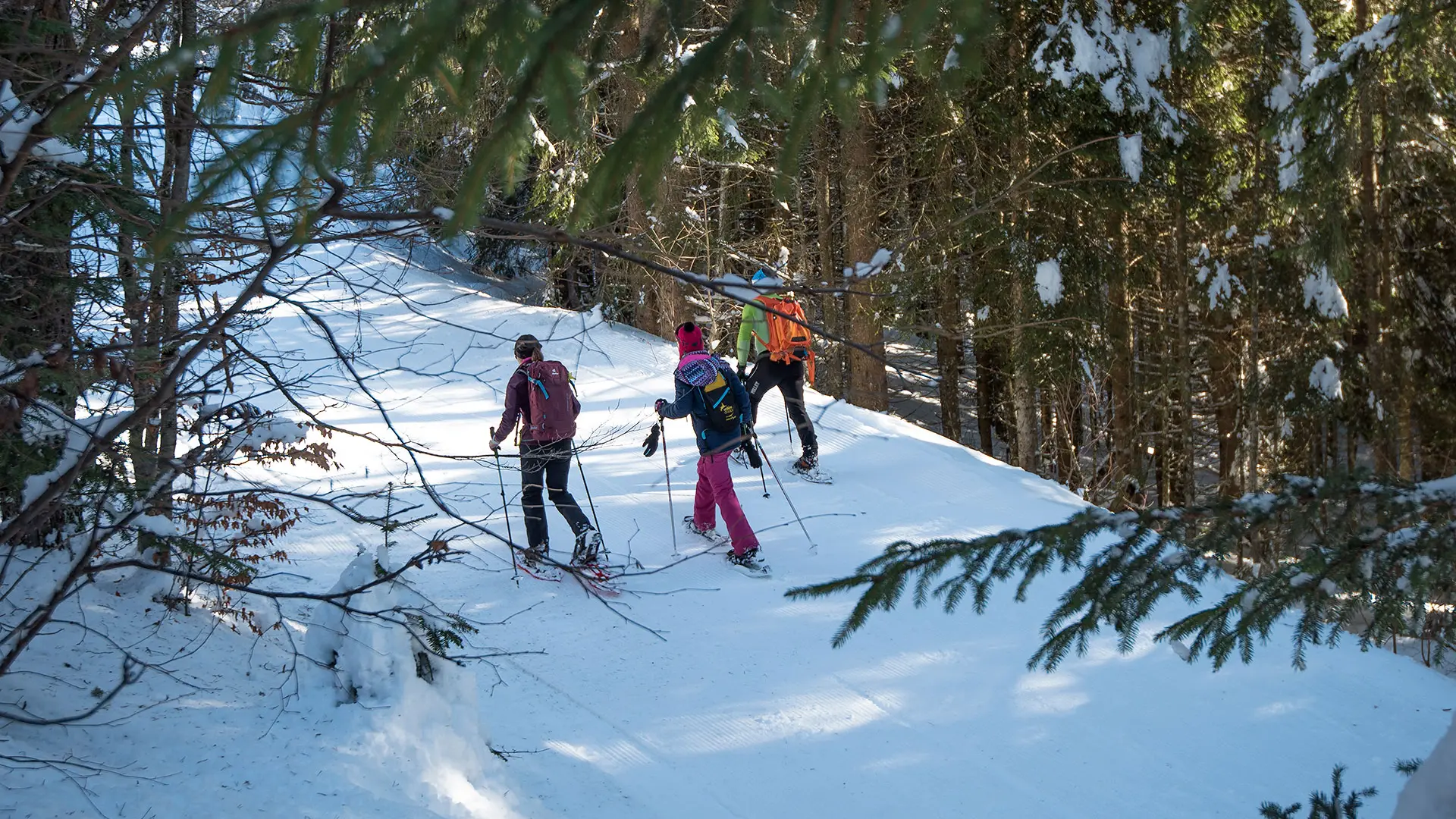 Around Drouzin Forest