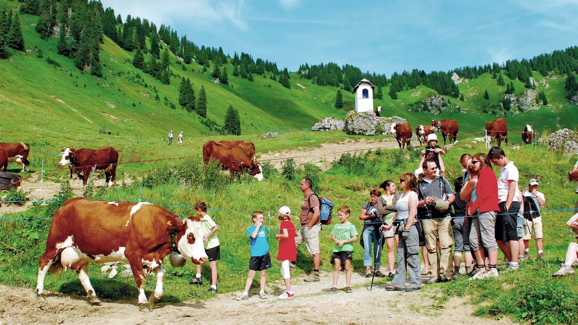 Vaches Barbossine