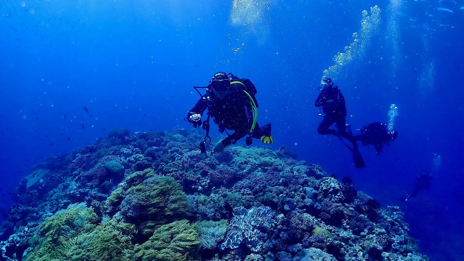 plongeurs, mer, lagon, corail, océan, poindimié, tieti diving